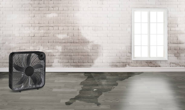 Best Mold removal after water damage  in Pleasant View, TN